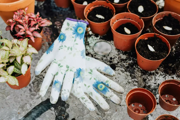 1 litre de terreau en kilo, photo vue de dessus sur une table où se trouve plusieurs petits pots de terre cuite où on était semé des graines dans du terreau, des gants de jardinage fleuris, et des plantes grasses.