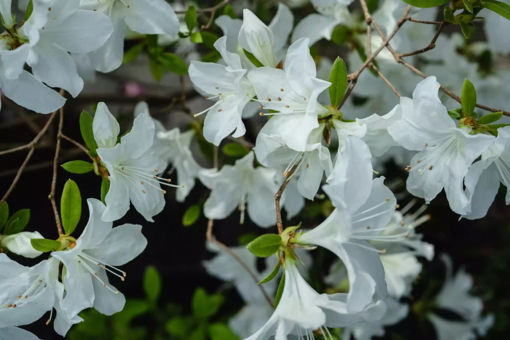fleur azalée blanc